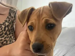 Cachorro raça SRD-ViraLata idade 2 a 6 meses nome Caramelo (provisório) 