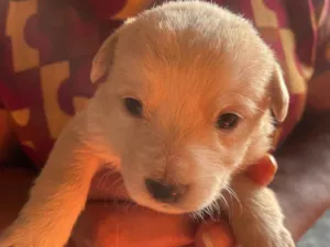 Cachorro raça SRD-ViraLata idade Abaixo de 2 meses nome branquinha 