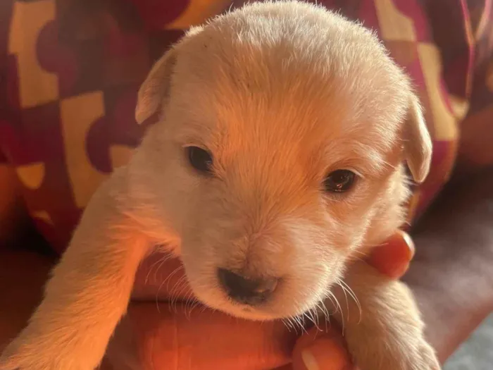 Cachorro ra a SRD-ViraLata idade Abaixo de 2 meses nome branquinha 