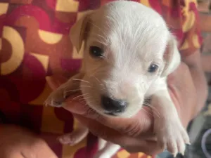 Cachorro raça SRD-ViraLata idade Abaixo de 2 meses nome Bob