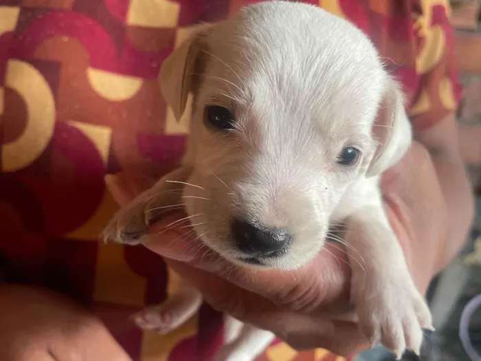 Cachorro ra a SRD-ViraLata idade Abaixo de 2 meses nome Bob