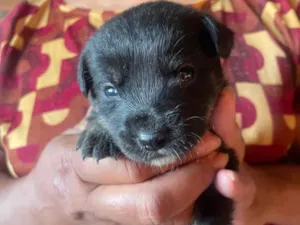 Cachorro raça SRD-ViraLata idade Abaixo de 2 meses nome Duque