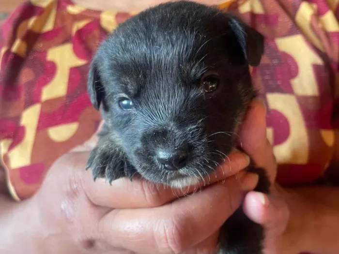 Cachorro ra a SRD-ViraLata idade Abaixo de 2 meses nome Duque
