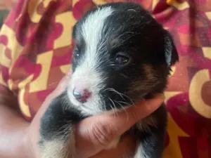 Cachorro raça SRD-ViraLata idade Abaixo de 2 meses nome Rex