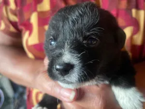 Cachorro raça SRD-ViraLata idade Abaixo de 2 meses nome Ursula 