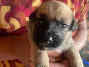 Cachorro raça SRD-ViraLata idade Abaixo de 2 meses nome Panda 
