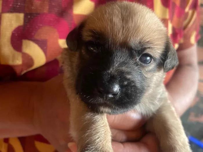 Cachorro ra a SRD-ViraLata idade Abaixo de 2 meses nome Panda 