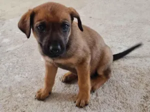 Cachorro raça SRD-ViraLata idade 2 a 6 meses nome Mel
