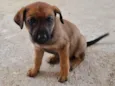 Mel