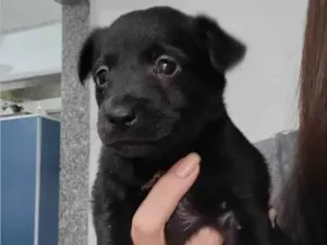 Cachorro raça SRD-ViraLata idade Abaixo de 2 meses nome Pretinho