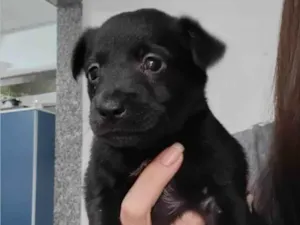 Cachorro raça SRD-ViraLata idade Abaixo de 2 meses nome Pretinho