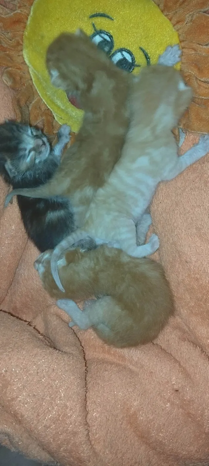 Gato ra a SRD-ViraLata idade Abaixo de 2 meses nome Sem nomes 