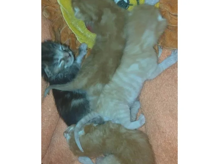 Gato ra a SRD-ViraLata idade Abaixo de 2 meses nome Sem nomes 