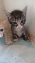 Tom