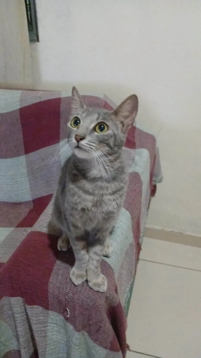 Gato ra a Siamês idade 1 ano nome Lola