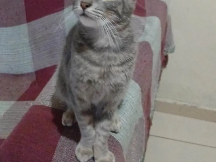 Gato ra a Siamês idade 1 ano nome Lola