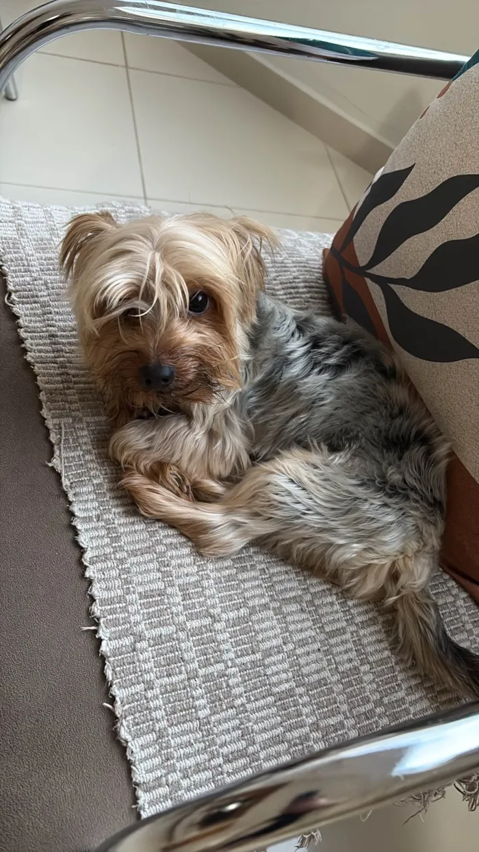 Cachorro ra a Yorkshire idade 2 anos nome Choquinho