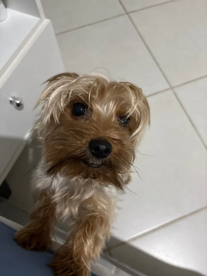 Cachorro ra a Yorkshire idade 2 anos nome Choquinho