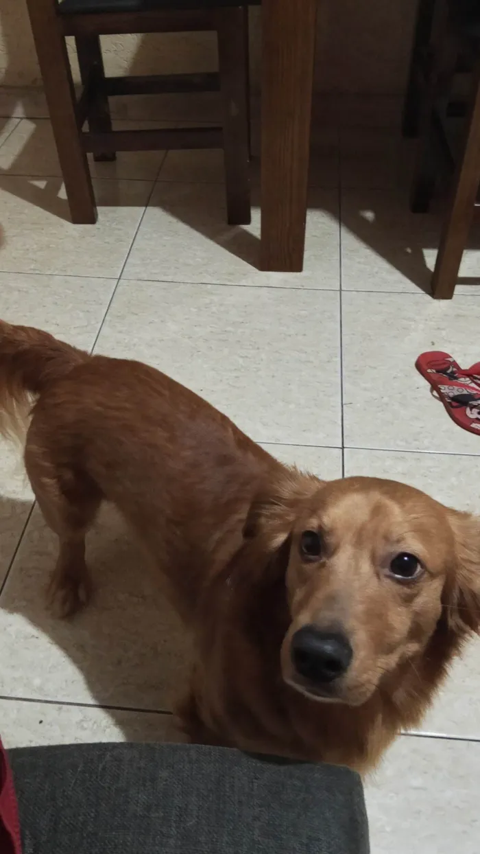 Cachorro ra a SRD-ViraLata idade 6 ou mais anos nome Max