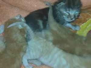 Gato raça SRD-ViraLata idade Abaixo de 2 meses nome Sem nomes 