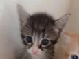 Tom