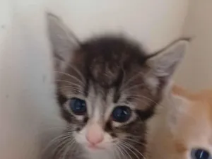 Gato raça Siamês idade Abaixo de 2 meses nome Tom
