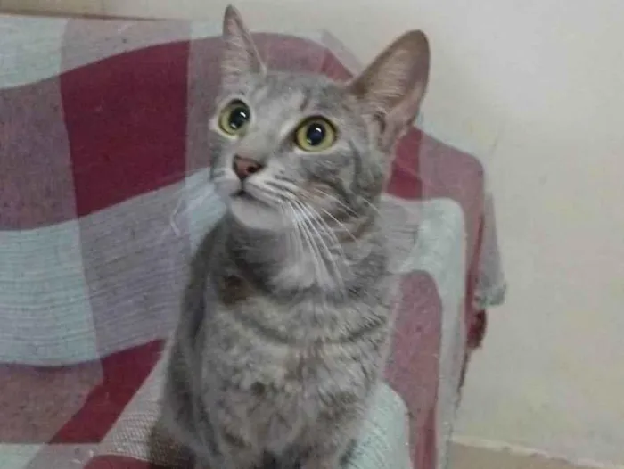Gato ra a Siamês idade 1 ano nome Lola