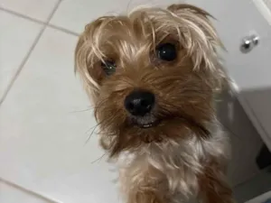Cachorro raça Yorkshire idade 2 anos nome Choquinho