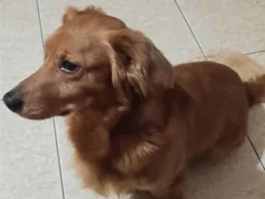 Cachorro raça SRD-ViraLata idade 6 ou mais anos nome Max