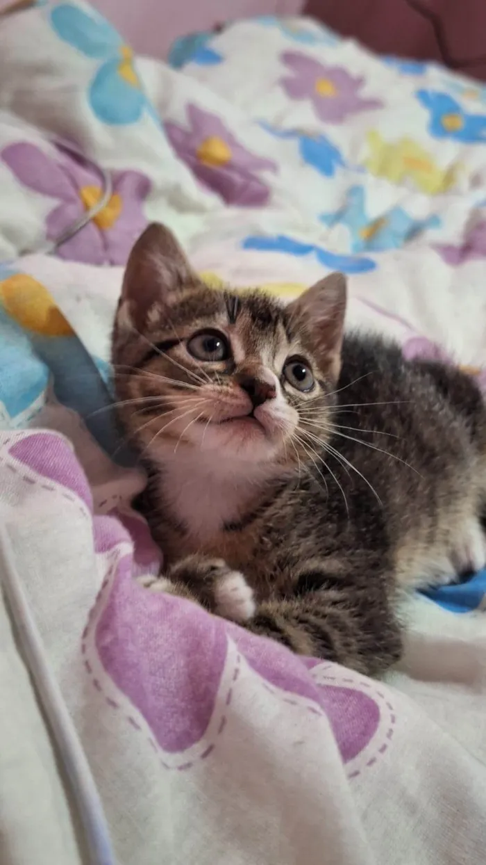 Gato ra a SRD-ViraLata idade Abaixo de 2 meses nome Não definido