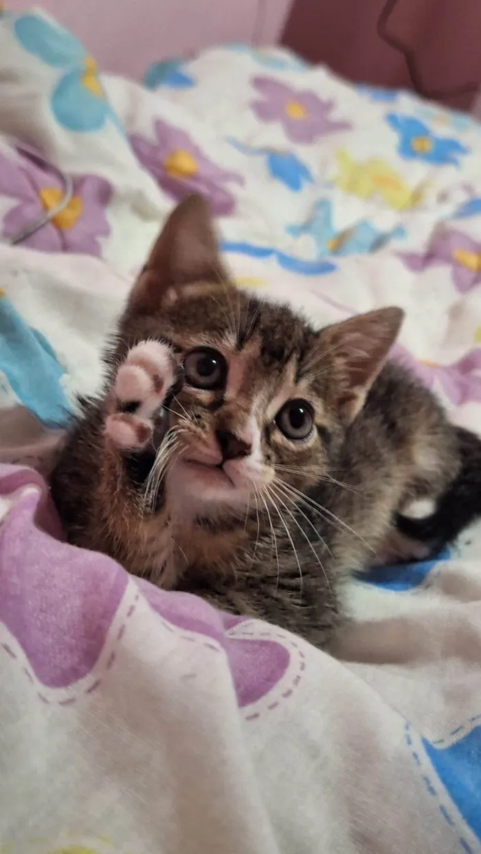 Gato ra a SRD-ViraLata idade Abaixo de 2 meses nome Não definido