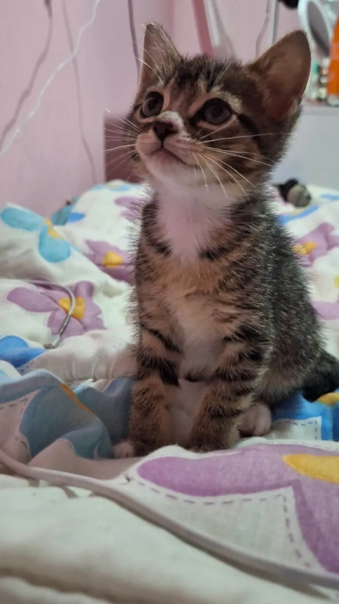 Gato ra a SRD-ViraLata idade Abaixo de 2 meses nome Não definido