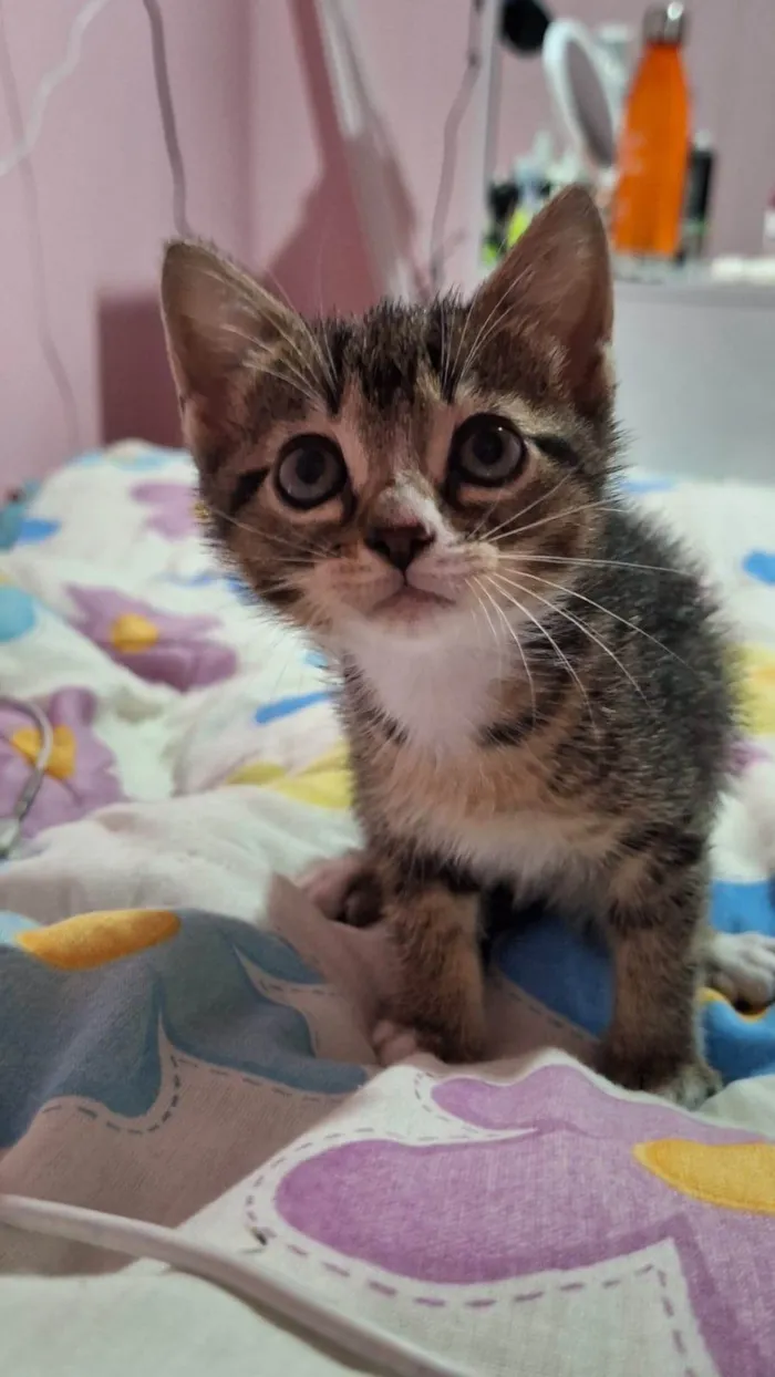 Gato ra a SRD-ViraLata idade Abaixo de 2 meses nome Não definido