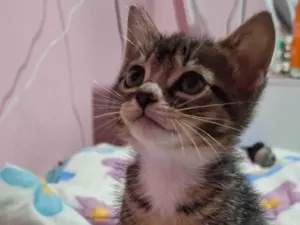 Gato raça SRD-ViraLata idade Abaixo de 2 meses nome Não definido