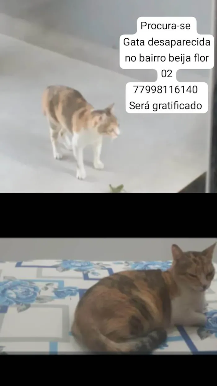 Gato ra a SRD-ViraLata idade 6 ou mais anos nome Mia
