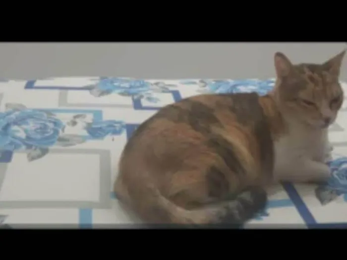 Gato ra a SRD-ViraLata idade 6 ou mais anos nome Mia