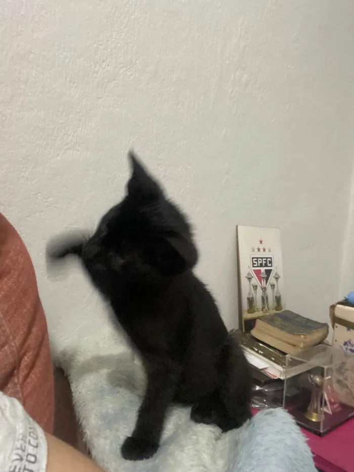 Gato ra a SRD-ViraLata idade Abaixo de 2 meses nome Sem nome