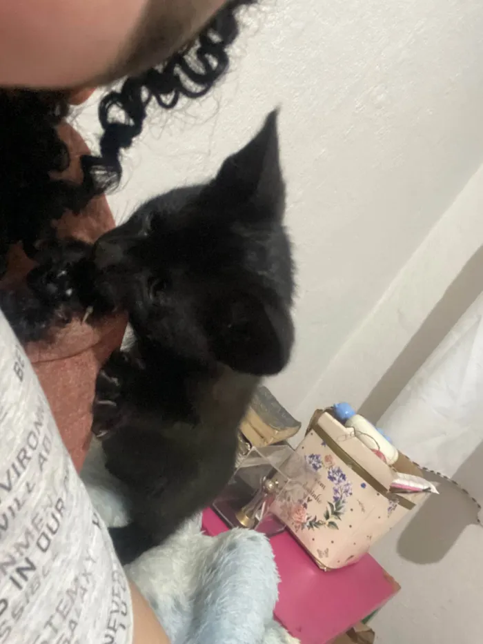 Gato ra a SRD-ViraLata idade Abaixo de 2 meses nome Sem nome