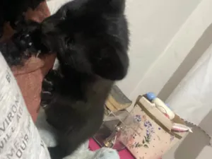 Gato raça SRD-ViraLata idade Abaixo de 2 meses nome Sem nome