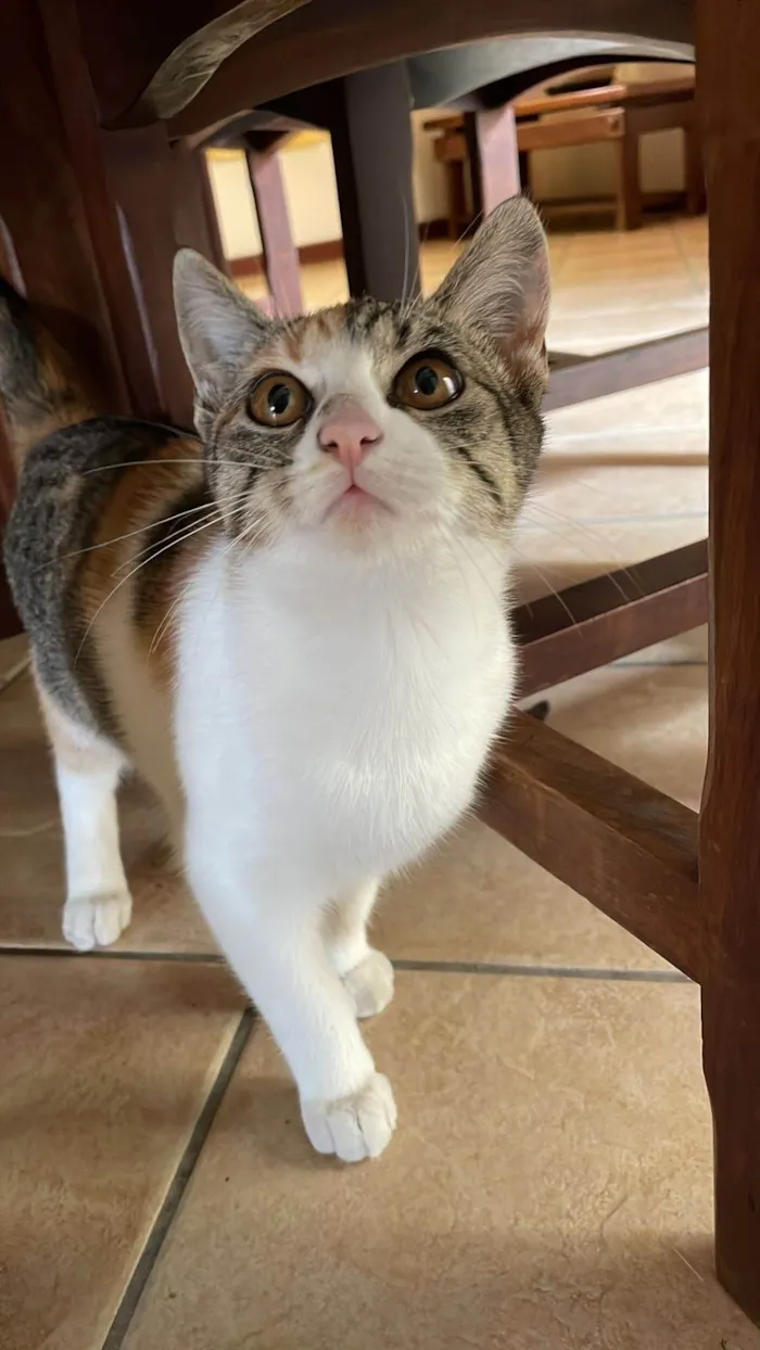 Gato ra a SRD-ViraLata idade 1 ano nome Nina 