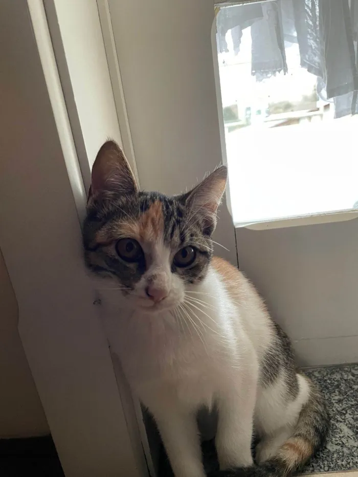 Gato ra a SRD-ViraLata idade 1 ano nome Nina 