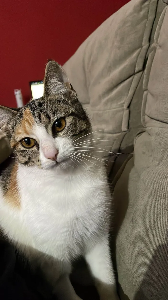 Gato ra a SRD-ViraLata idade 1 ano nome Nina 