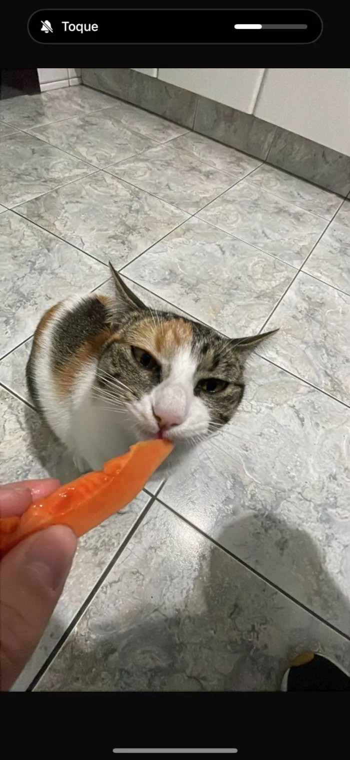 Gato ra a SRD-ViraLata idade 1 ano nome Nina 