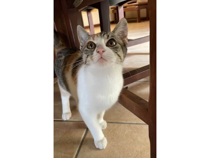 Gato ra a SRD-ViraLata idade 1 ano nome Nina 