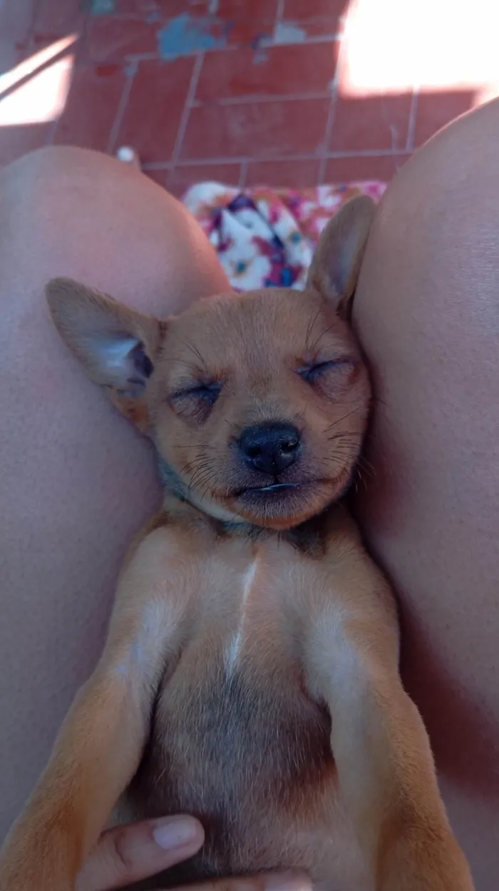 Cachorro ra a SRD-ViraLata idade 2 a 6 meses nome Sem nome!