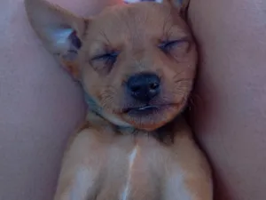 Cachorro raça SRD-ViraLata idade 2 a 6 meses nome Sem nome!