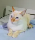 Merlin