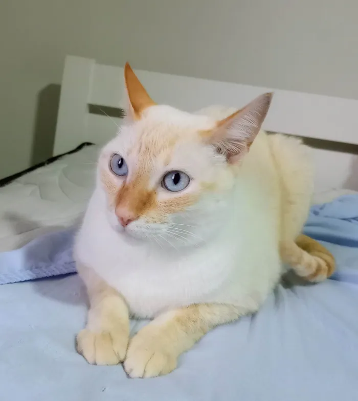Gato ra a SRD-ViraLata idade 3 anos nome Merlin
