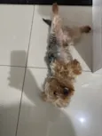 Choquinho