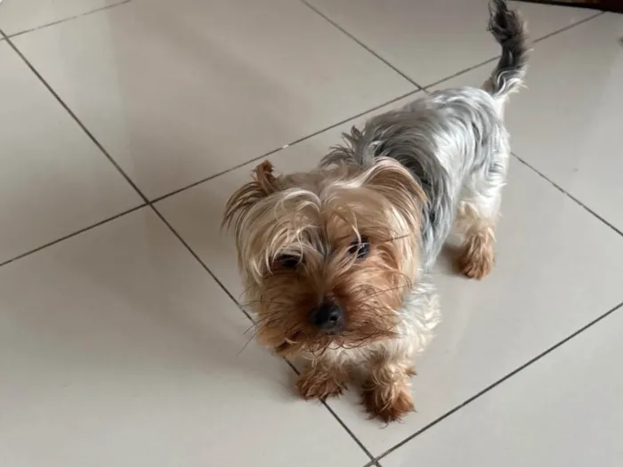 Cachorro ra a Yorkshire idade 2 anos nome Choquinho